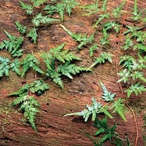 thumbnail for publication: Control y Biología del Helecho Trepador Japonés (Lygodium japonicum)